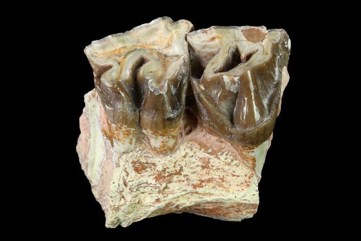 Fossil Running Rhino (Hyracodon) Maxilla Section - South Dakota #146340